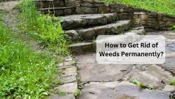 How To Get Rid Of Weeds Permanently?