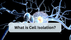 What Is Cell Isolation?