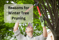 Reasons For Trimming Your Trees In Winter