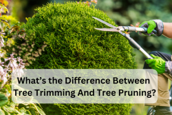 What’s the Difference between Tree Trimming & Tree Pruning?