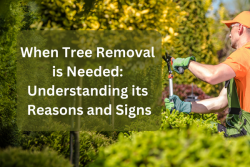 Tree Removal: Reasons and Signs for Effective Decision-Making