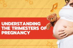 Exploring Pregnancy Trimesters: A Comprehensive Guide